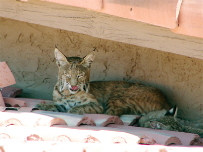 bobcats